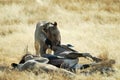 Lions eating a prey, Etosha National Park, Namibia Royalty Free Stock Photo