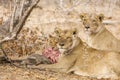 Lions eating a prey, in Kruger Park, South Africa Royalty Free Stock Photo