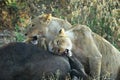 Lions eating a prey, Ngorongoro Crater, Tanzania Royalty Free Stock Photo