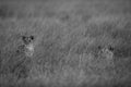 Lions in the evening light iin the mid of grasses, Masai Mara Royalty Free Stock Photo