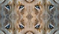 Lions Eyes Staring Abstract Art