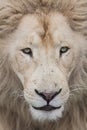 Lions face up close Royalty Free Stock Photo