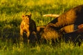 a lions family devouring an elephant