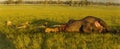 A lions family devouring an elephant