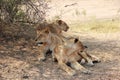 Lions in a family group
