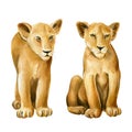 Lions family on isolated white background watercolor botanical painting Royalty Free Stock Photo