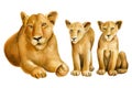 Lions family on isolated white background watercolor botanical painting