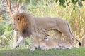 Lions Family portrait with yellow and green background Royalty Free Stock Photo