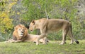 Lions Family portrait with yellow and green background Royalty Free Stock Photo