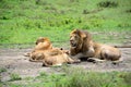 Lions in family pride on hot day in African serengeti Royalty Free Stock Photo