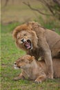 Lions family in savannah in tanzania