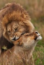 Lions family in savannah in tanzania