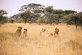 Lions family in the Serengeti Royalty Free Stock Photo