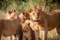 Lions family in the Serengeti Royalty Free Stock Photo