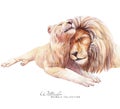 Lions family watercolor illustration. Royalty Free Stock Photo