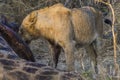 Lions feeding on a fresh kill giraffe, Kruger Park, South Africa Royalty Free Stock Photo