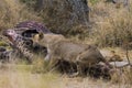 Lions feeding on a fresh kill giraffe, Kruger Park, South Africa Royalty Free Stock Photo