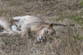 Lions feeding on a fresh kill giraffe, Kruger Park, South Africa Royalty Free Stock Photo