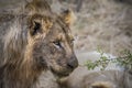 Lions feeding on a fresh kill giraffe, Kruger Park, South Africa Royalty Free Stock Photo