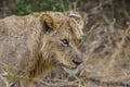 Lions feeding on a fresh kill giraffe, Kruger Park, South Africa Royalty Free Stock Photo