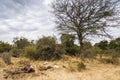 Lions feeding on a fresh kill giraffe, Kruger Park, South Africa Royalty Free Stock Photo