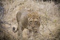 Lions feeding on a fresh kill giraffe, Kruger Park, South Africa Royalty Free Stock Photo