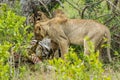 Lions feeding on kill in South Africa Royalty Free Stock Photo