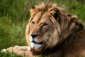 Lions fierce gaze captured in intense side glance