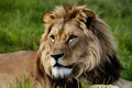 Lions fierce gaze captured in intense side glance