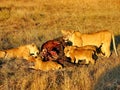 The lions gather to eat