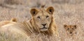 Lions in grasslands on the Masai Mara, Kenya Africa