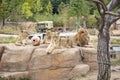 Lions group in safari zoo