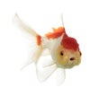 Lions head goldfish opening mouth Royalty Free Stock Photo