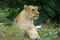 Lions head looking and waiting