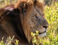 Lions head in south africa Royalty Free Stock Photo