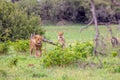 2 hunting female lions