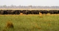 Lions hunting Buffalo