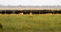 Lions hunting Buffalo