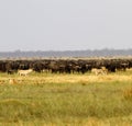 Lions hunting Buffalo Royalty Free Stock Photo