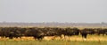 Lions hunting Buffalo