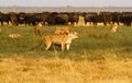Lions hunting Buffalo Royalty Free Stock Photo