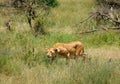 Lions hunting