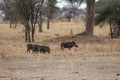 Lions hunting warthogs in the savanna Royalty Free Stock Photo