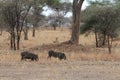 Lions hunting warthogs in the savanna