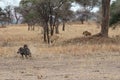 Lions hunting warthogs in the savanna Royalty Free Stock Photo
