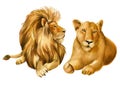 Lions on isolated white background, animals watercolor painting Royalty Free Stock Photo