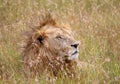 Lions in kenya stalking through the grass Royalty Free Stock Photo