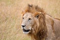 Lions in kenya stalking through the grass Royalty Free Stock Photo