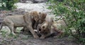Lions on a kill in the Okavango delta Royalty Free Stock Photo