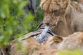 Lions on a kill in South Africa Royalty Free Stock Photo